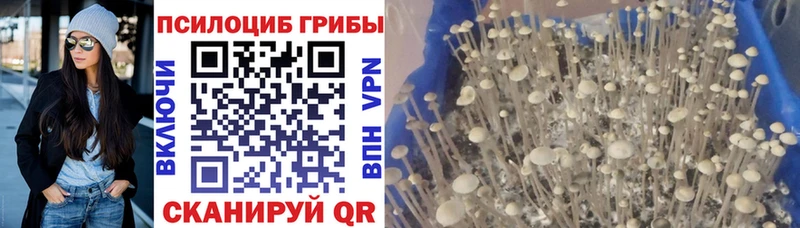 Псилоцибиновые грибы Psilocybe  Гатчина 